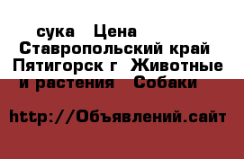 сука › Цена ­ 4 000 - Ставропольский край, Пятигорск г. Животные и растения » Собаки   